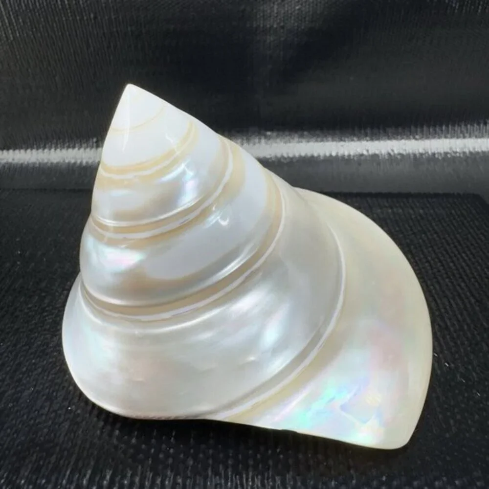 Natural Abalone Shell Iridescent Smooth Niloticus Trochus Pearl Sea Shell Decor‎